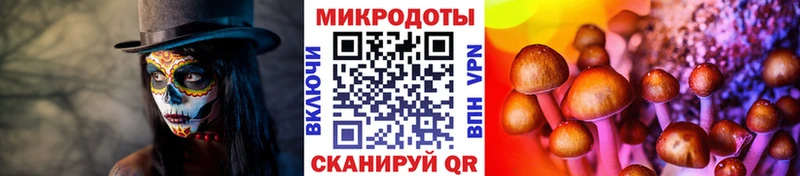Псилоцибиновые грибы Psilocybe  OMG ссылка  Юхнов 